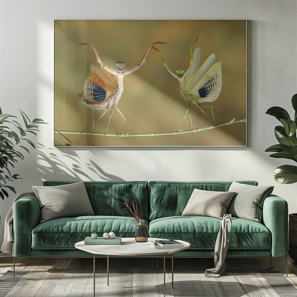 Showtijd | Canvas