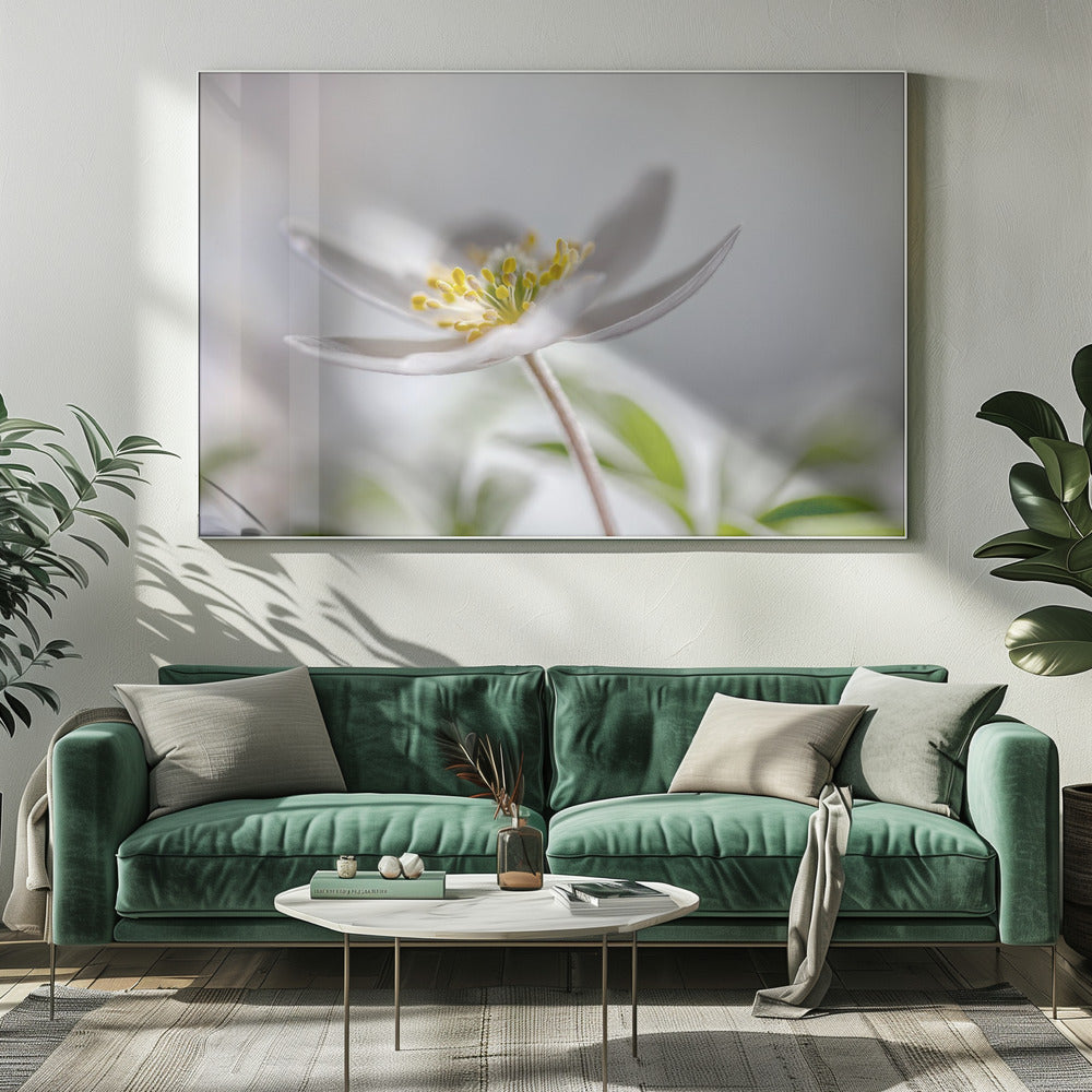 Bosanemoon | Canvas