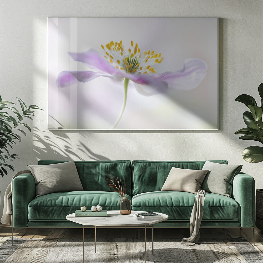 Bosanemoon | Canvas