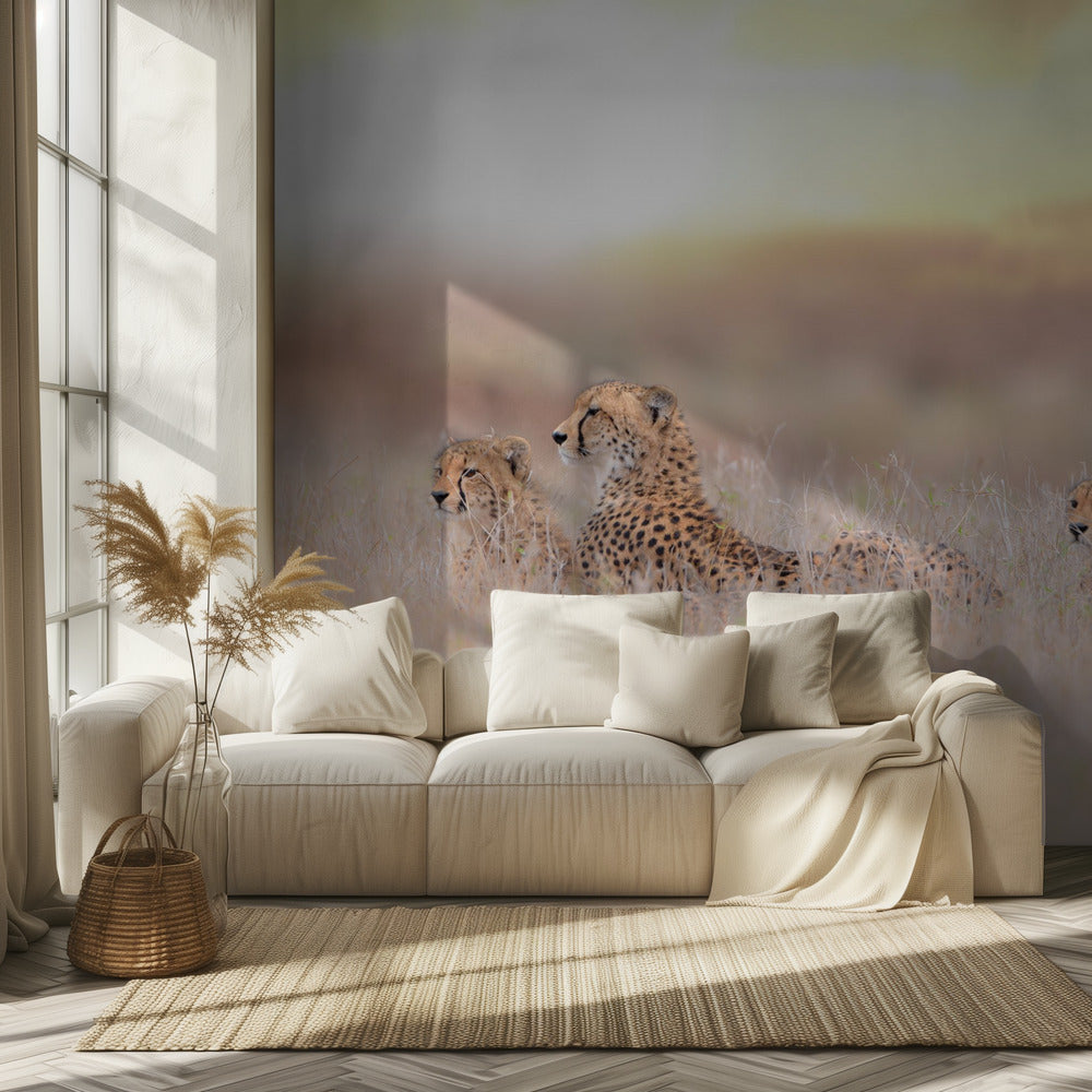 Cheetahfamilie | Achtergrond