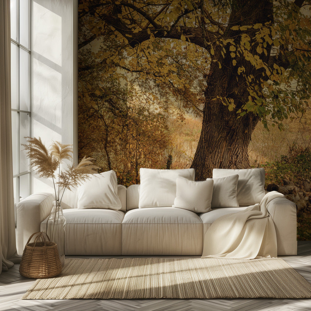 Oude boom | Behang