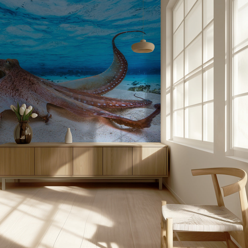 Octopus | Achtergrond