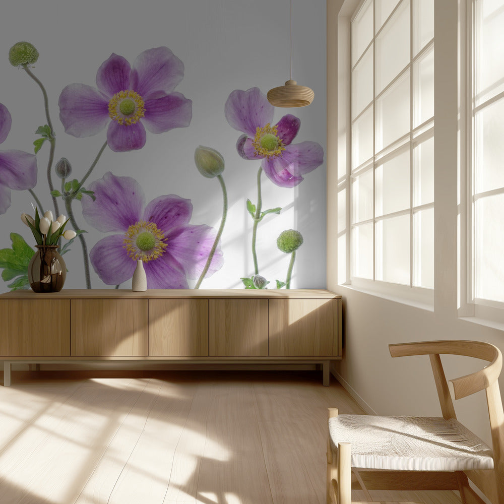Anemone Japonica | Behang
