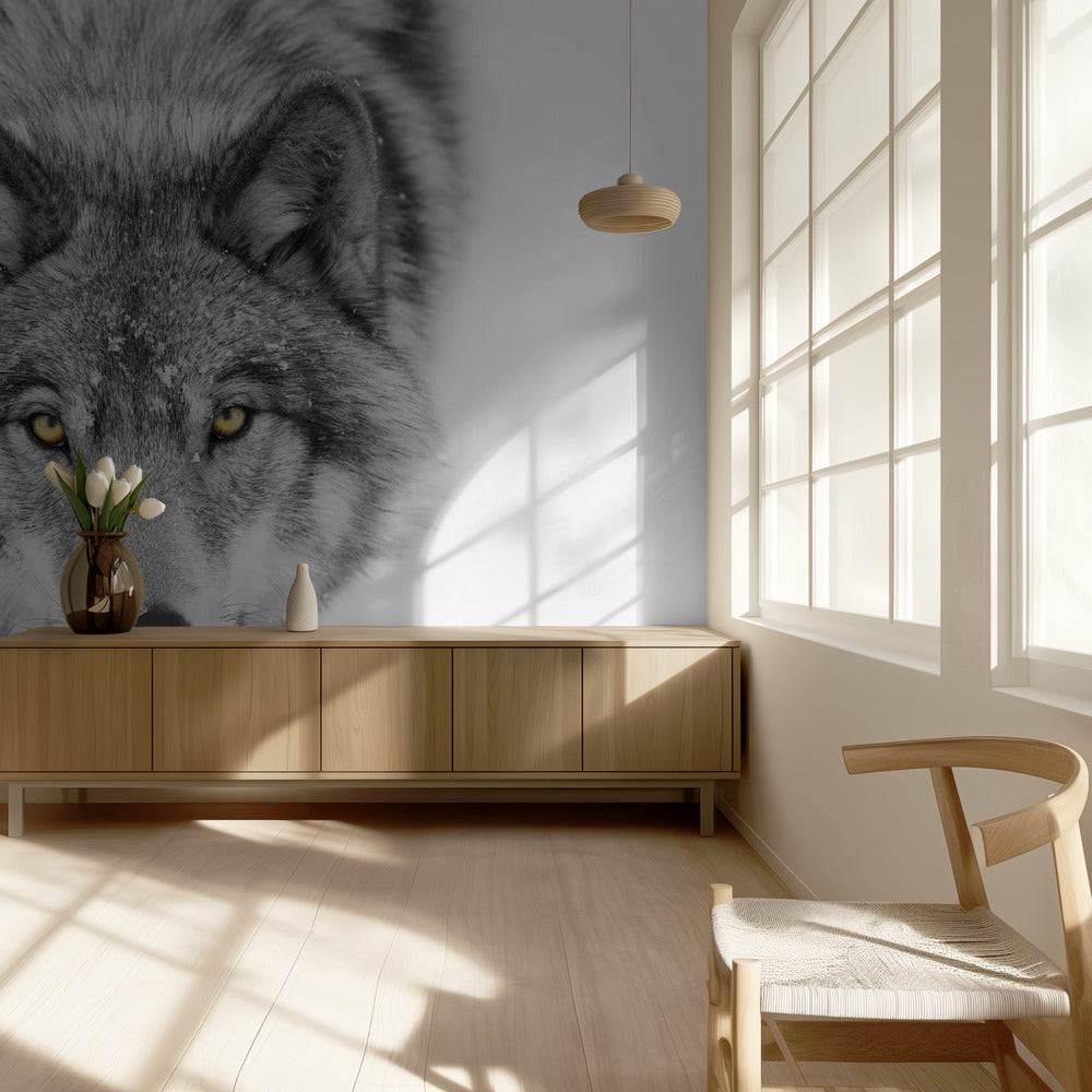 Gele ogen - Timber Wolf | Achtergrond