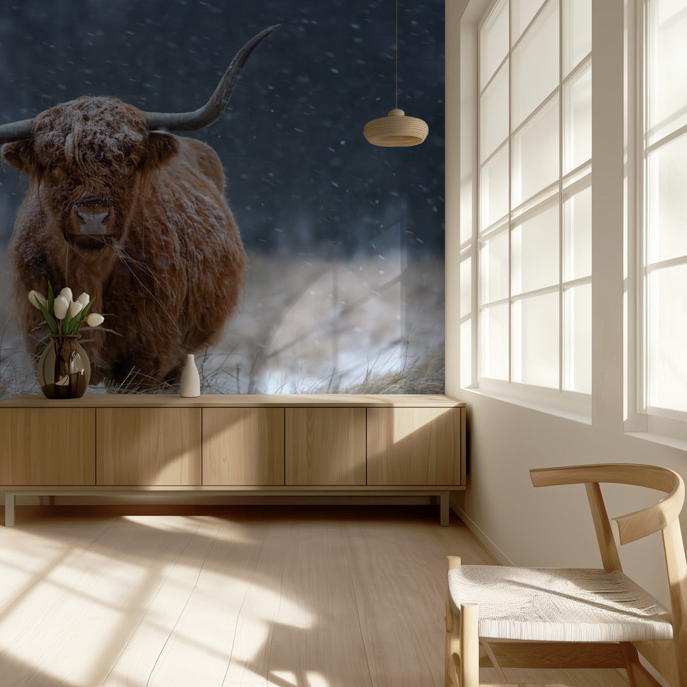 Sneeuwwit Hooglandkoe | Behang