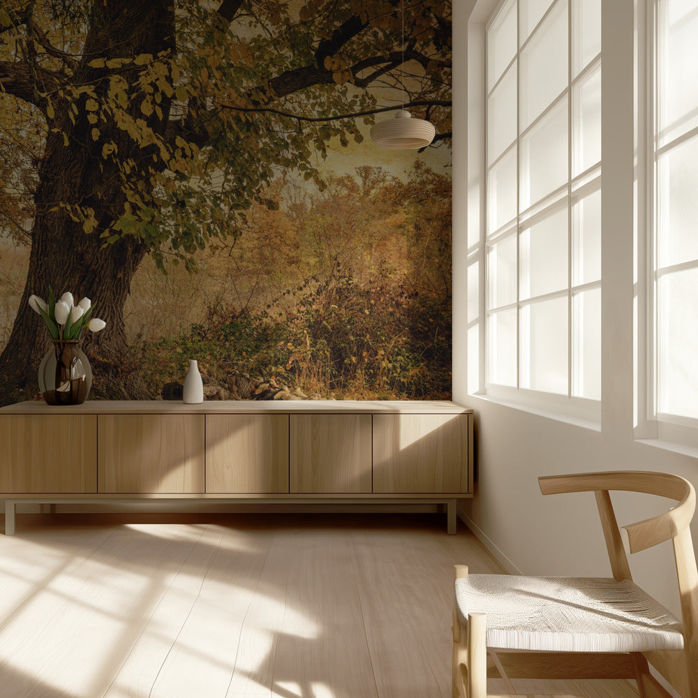Oude boom | Behang