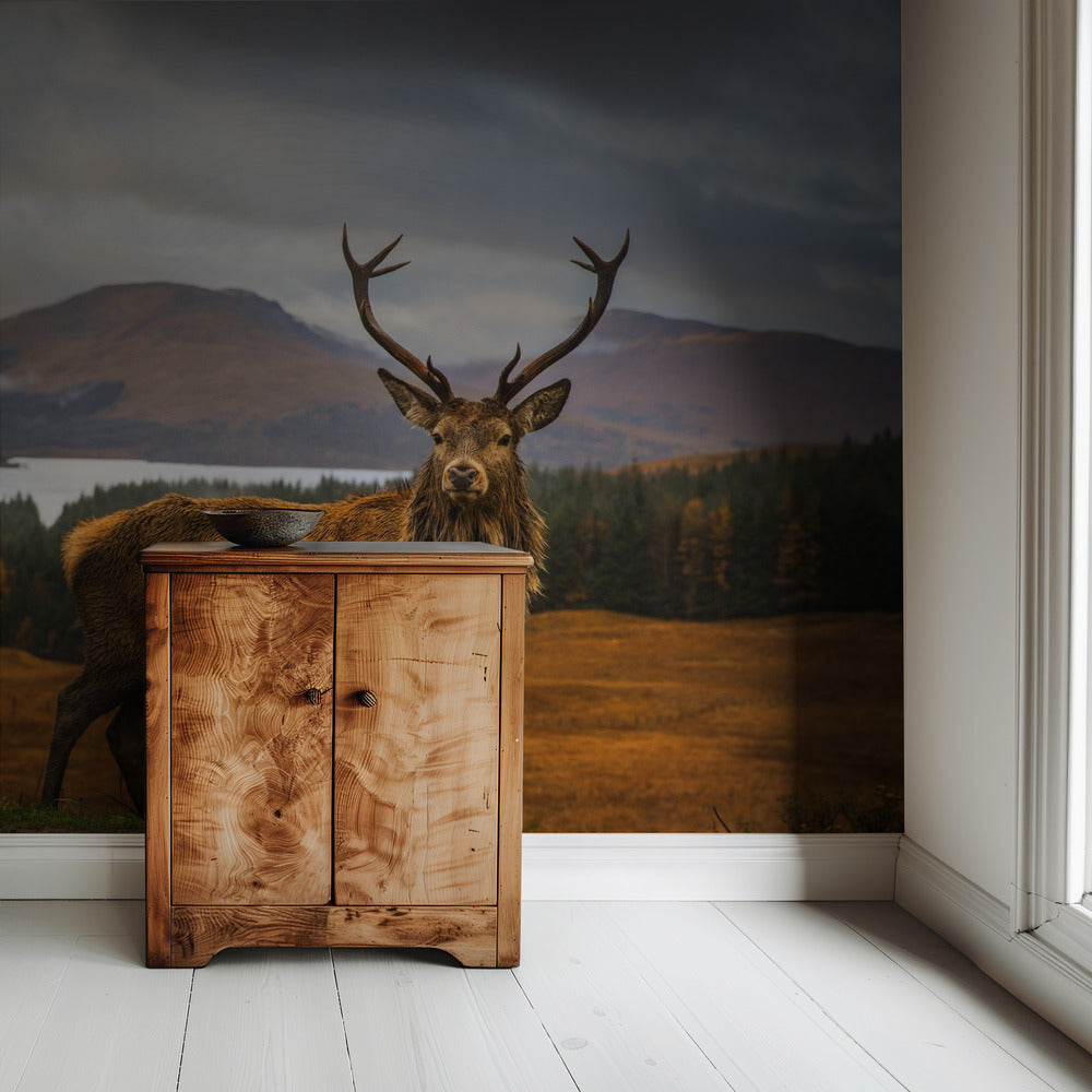 Schotse hert | Behang