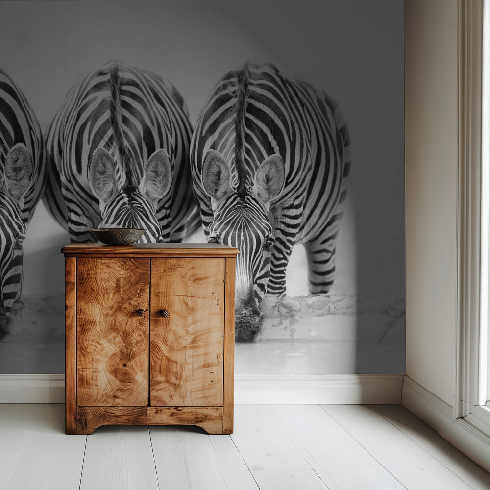 Zebras | Wallpaper