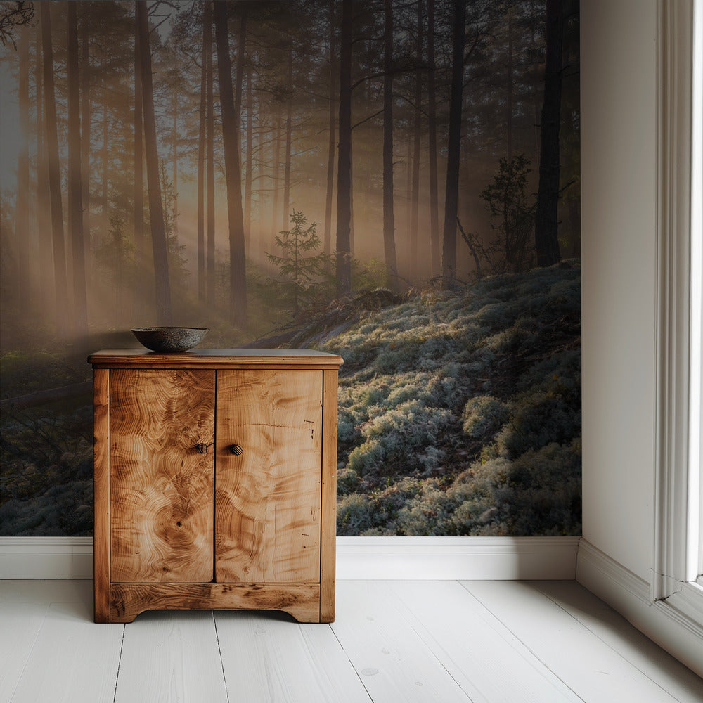 Mist in het bos met wit mos op de voorgrond | Achtergrond