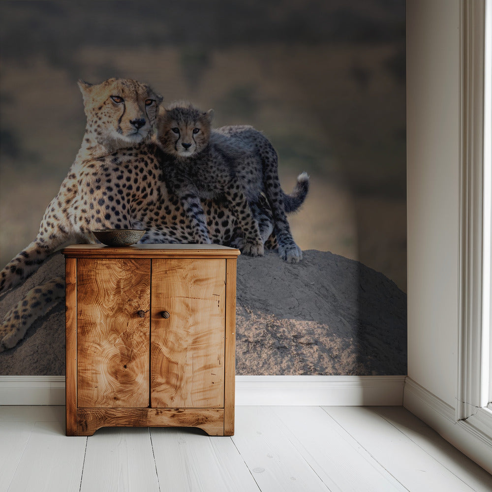 Cheetah en kopje! | Achtergrond