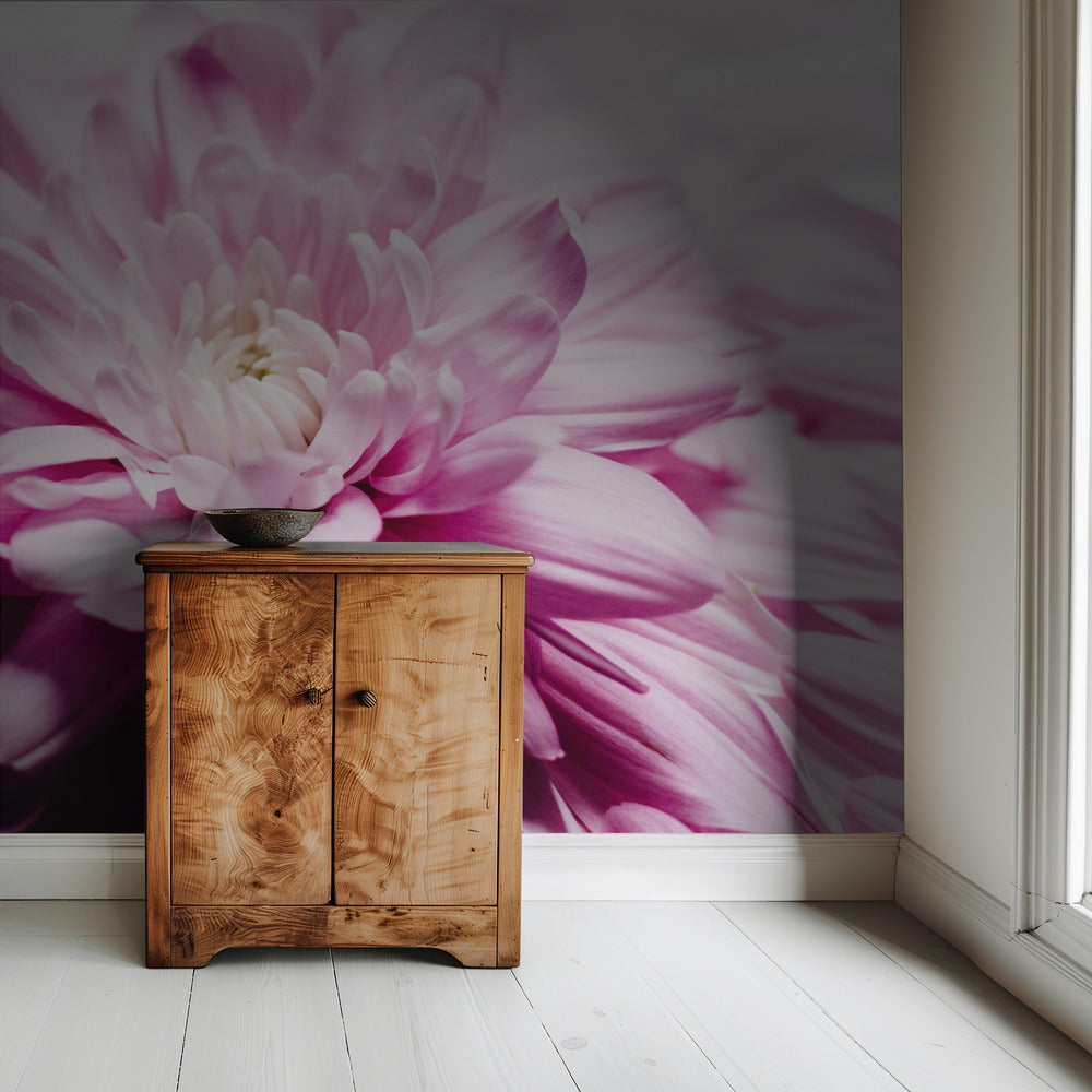Roze chrysantenbloesem | Behang