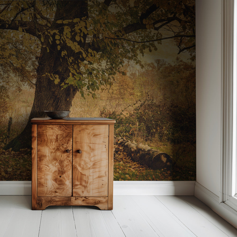 Oude boom | Behang