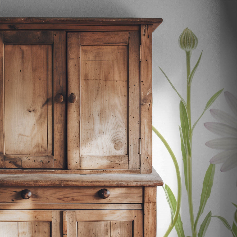 Kaapse madeliefjes | Behang