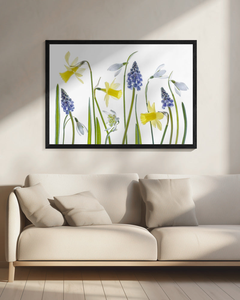 Lente | Canvas