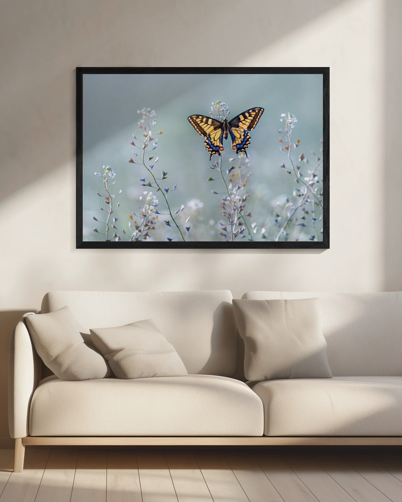 Zwaluwstaartschoonheid | Canvas