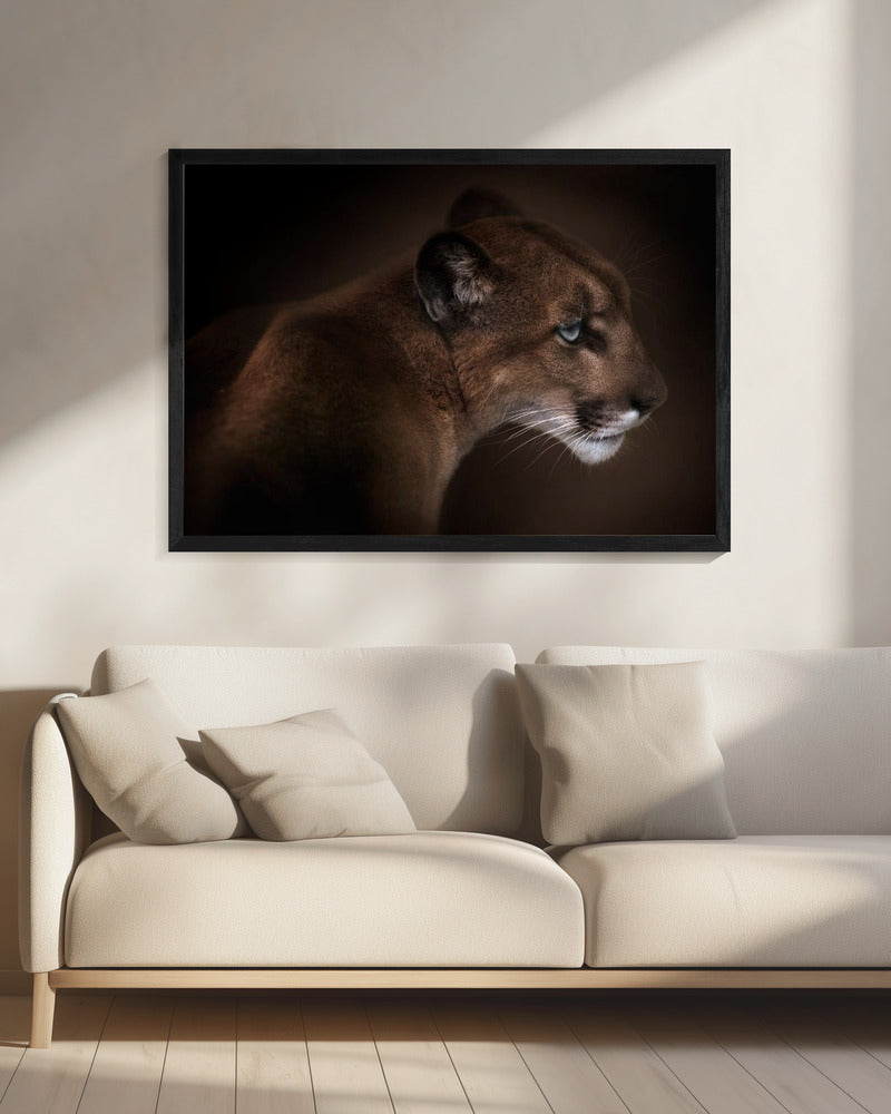 Puma | Canvas