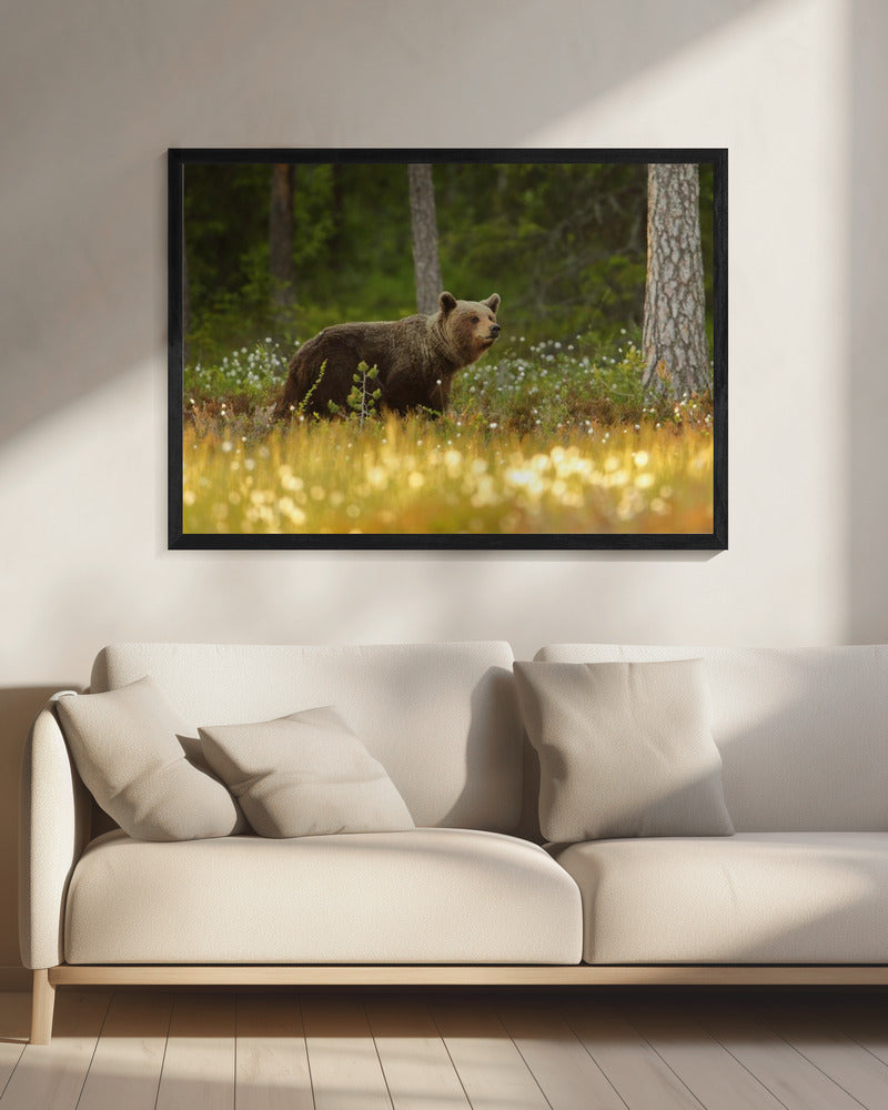 Bruine Beer | Canvas