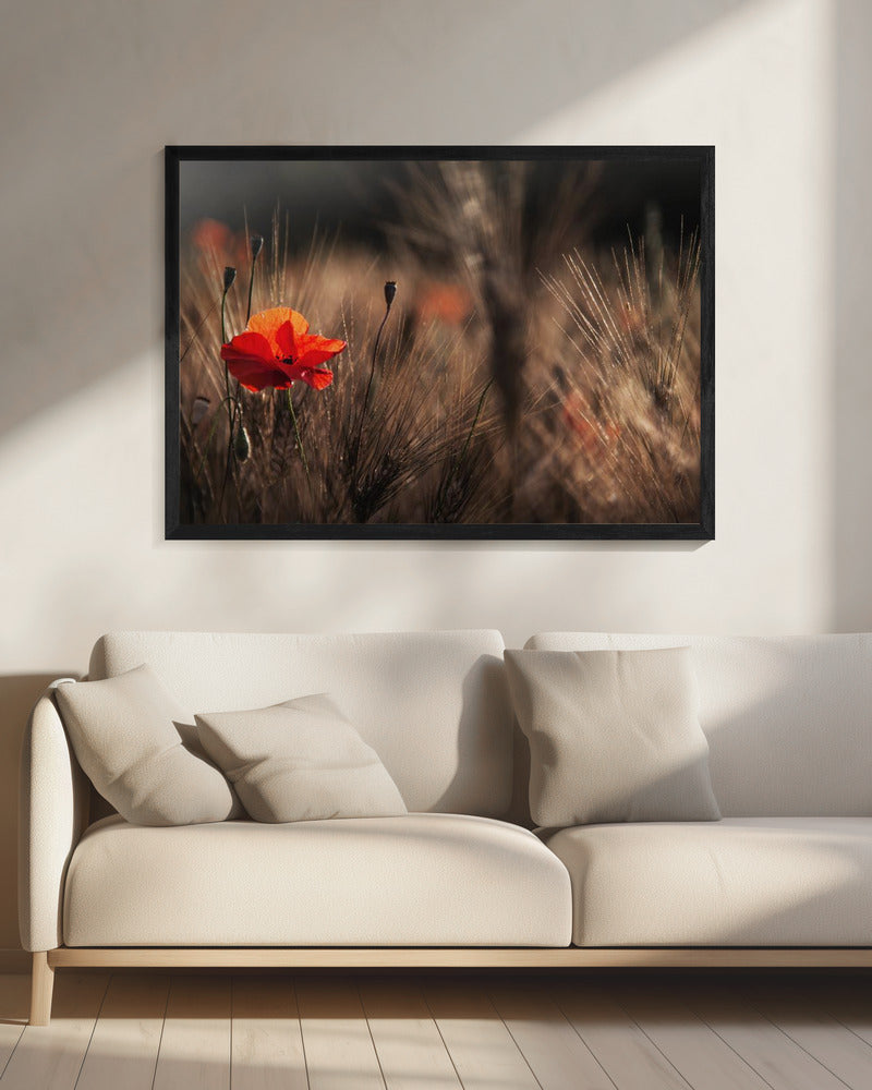 Klaproos met maïs | Canvas