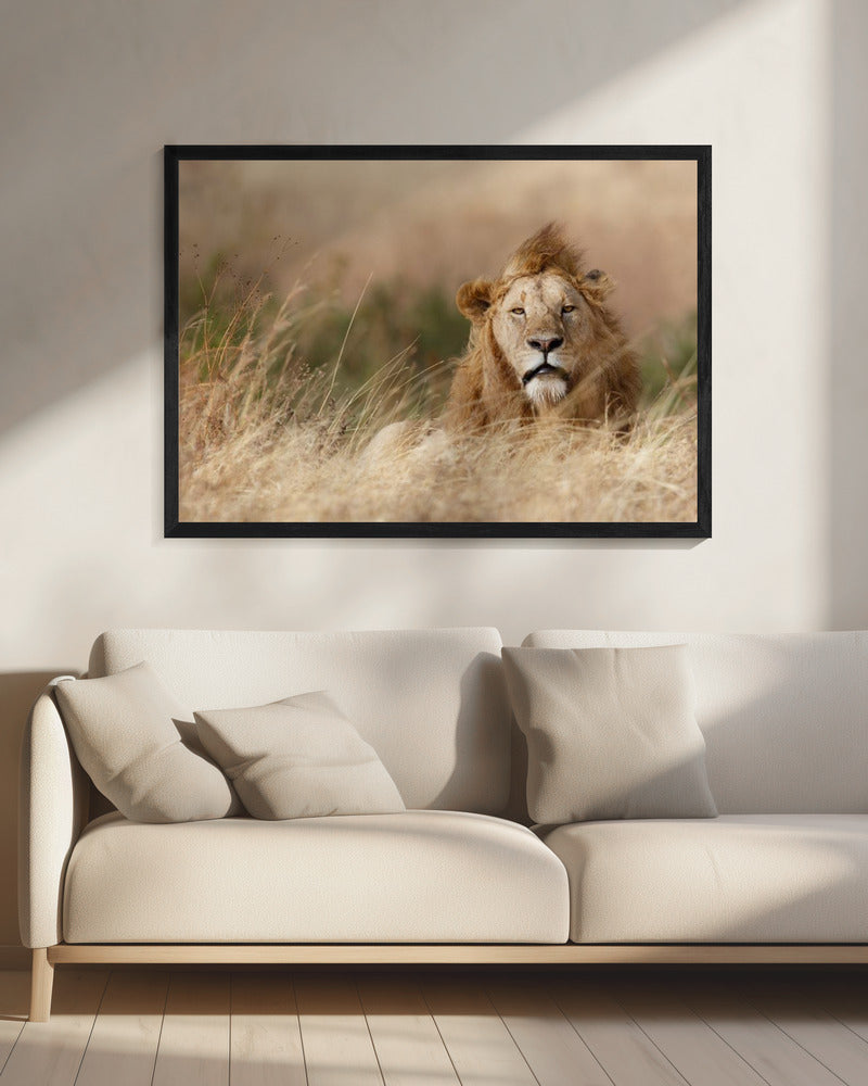 Knap! | Canvas