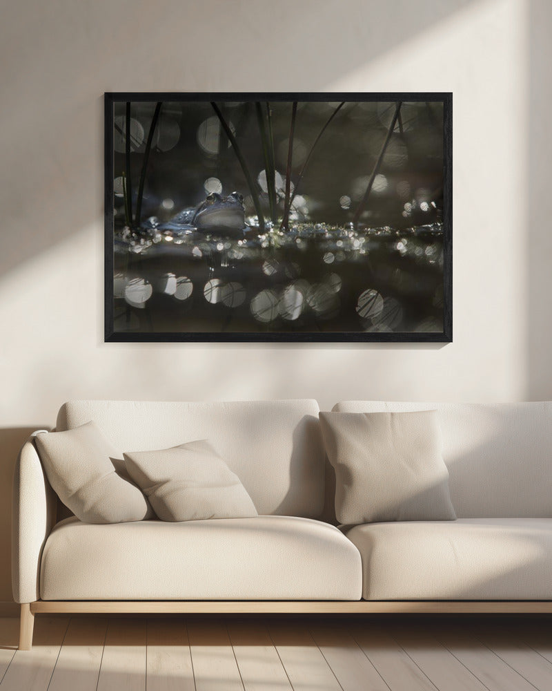 Moor frog | Canvas