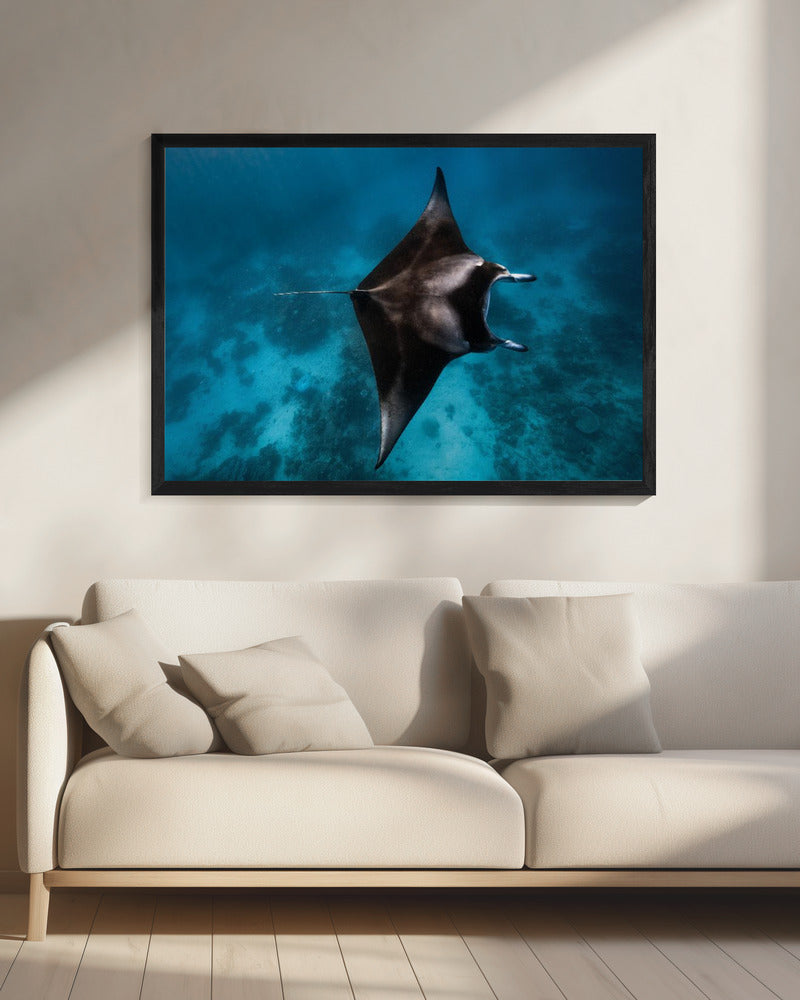 Manta vliegt!!! | Canvas