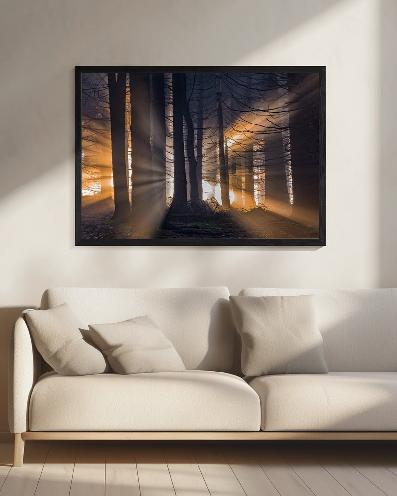 Bos | Canvas