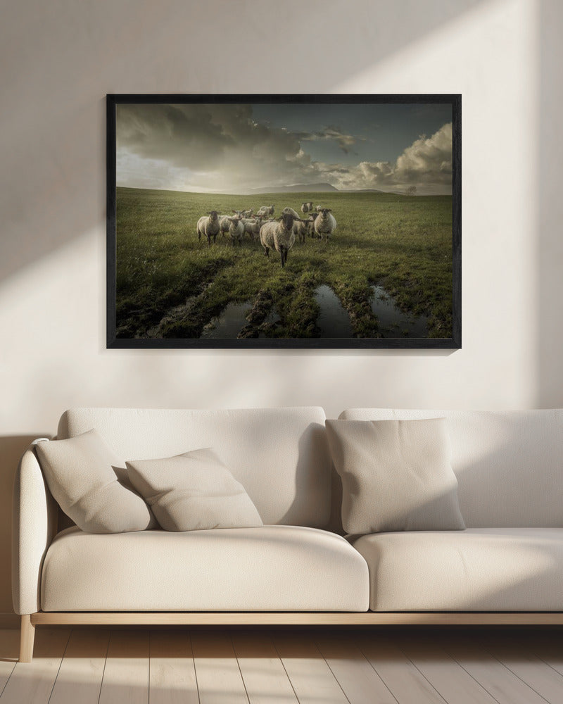 Schapen | Canvas