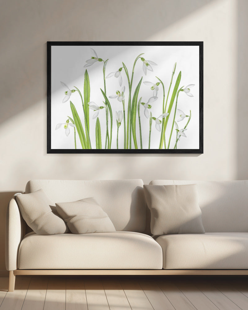 Eerste sneeuwklokjes | Canvas