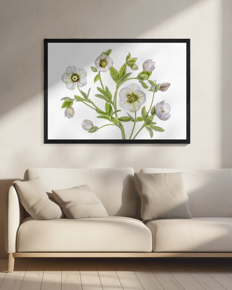 Helleborus | Canvas