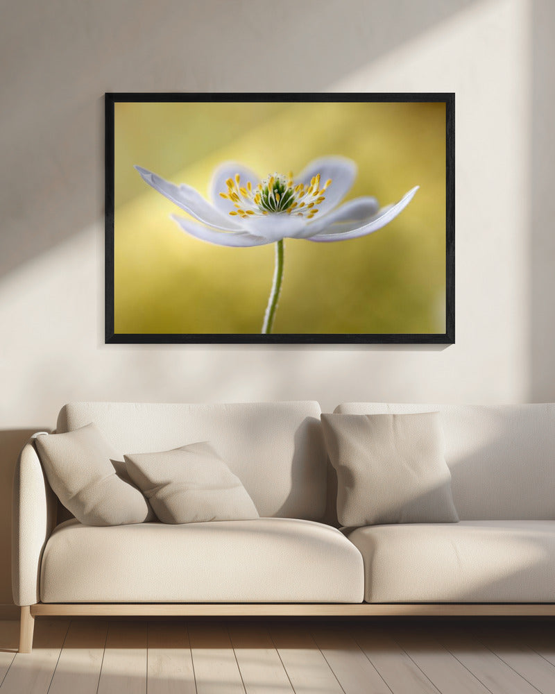 Bosanemoon | Canvas