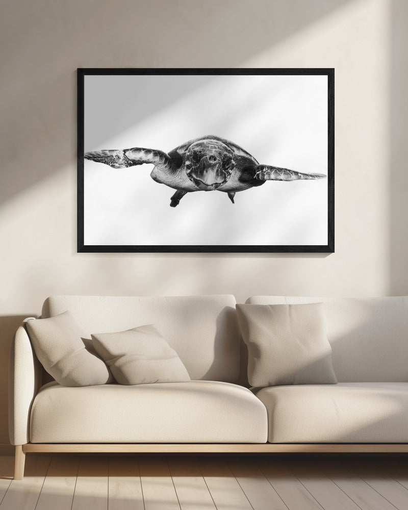 Wit en schildpad | Canvas