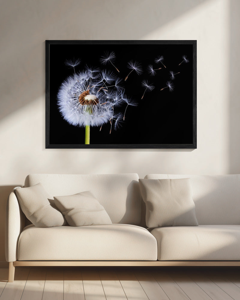 Paardenbloem waait | Canvas