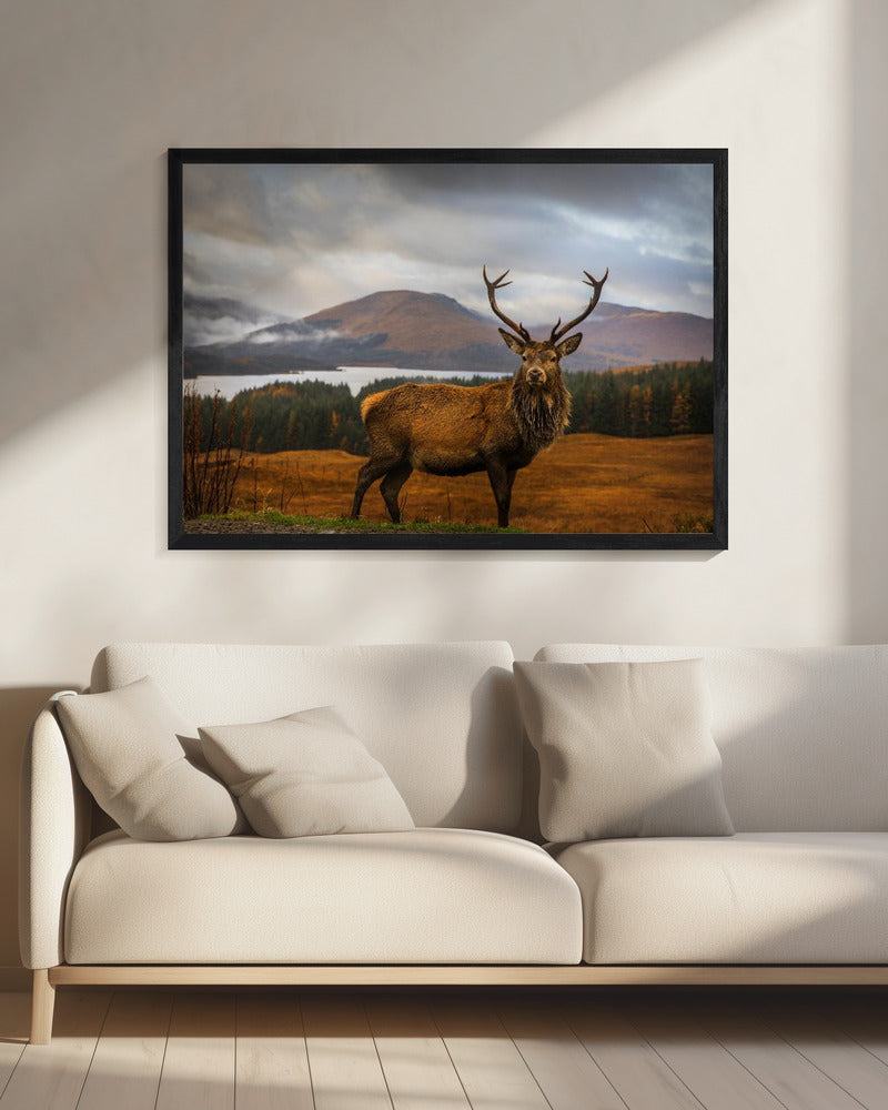 Schots hert | Canvas