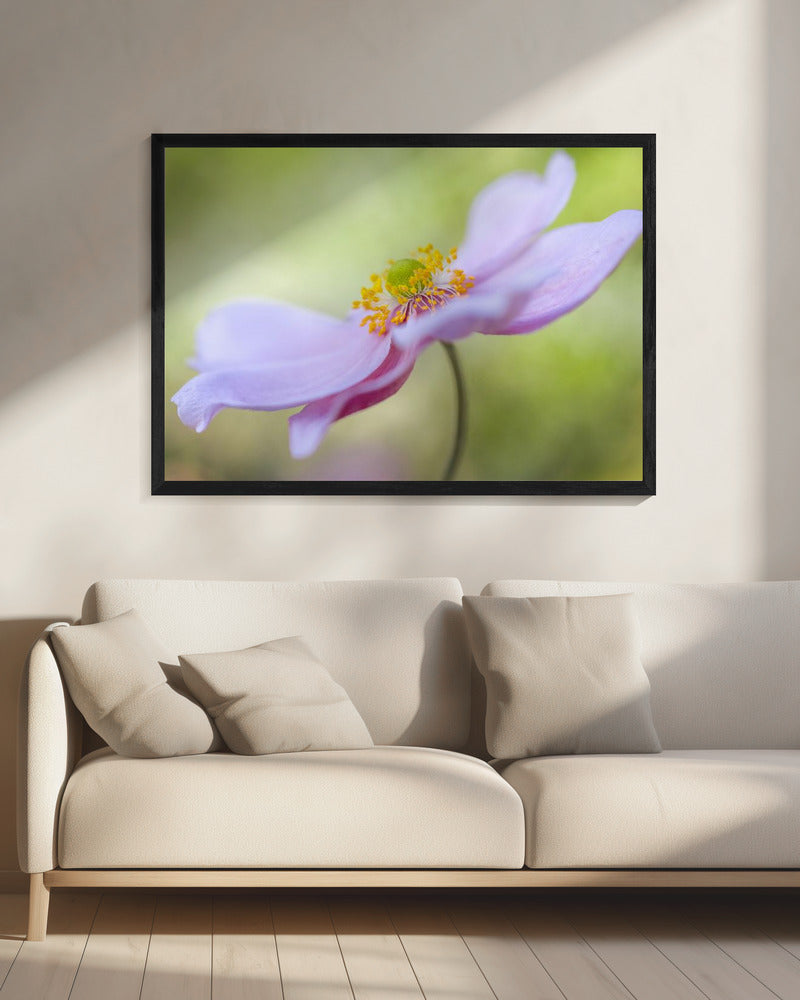 Japanse anemoon | Canvas