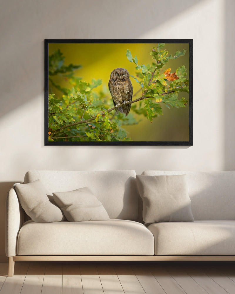 Eurasian Scops Owl | Canvas