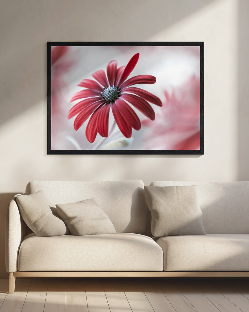 Madeliefje | Canvas
