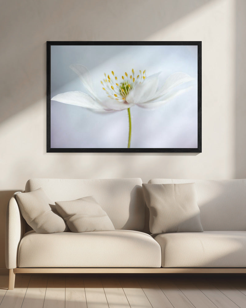 nemorosa | Canvas