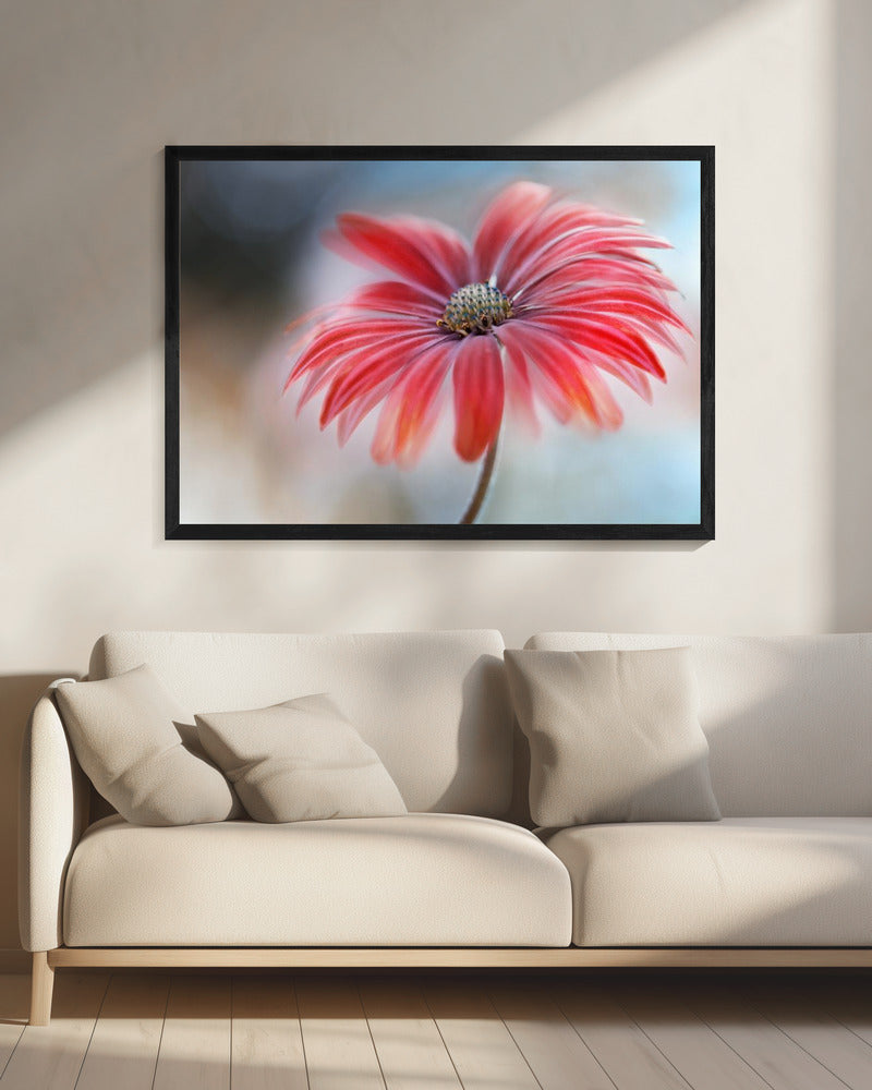Kaapse Madelief* | Canvas