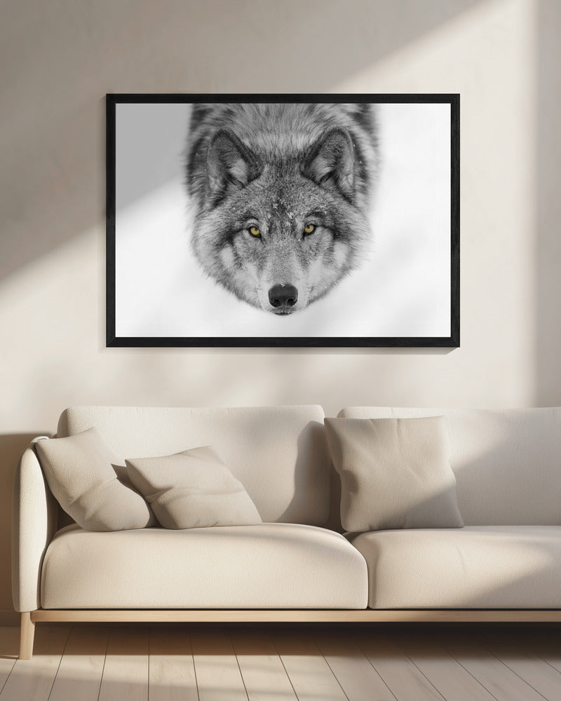 Gele ogen - Timber Wolf | Canvas