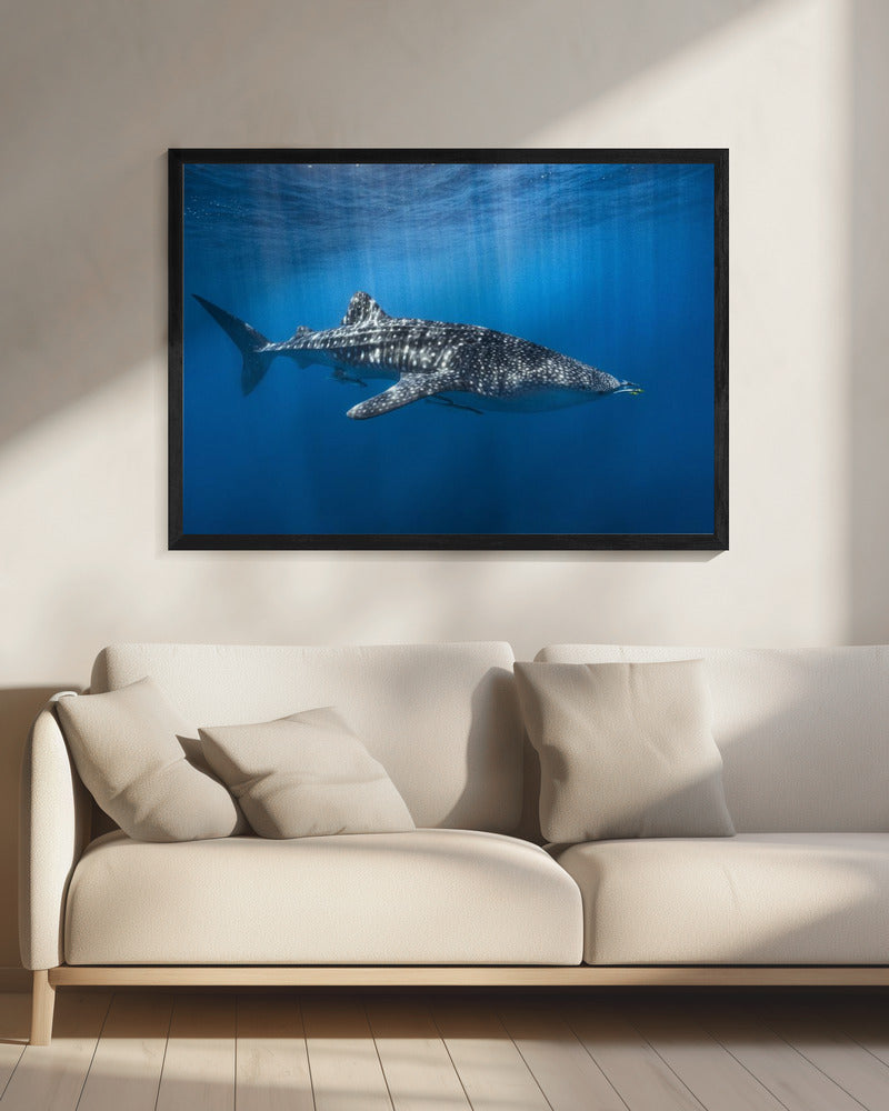 Walvishaai in het blauw | Canvas