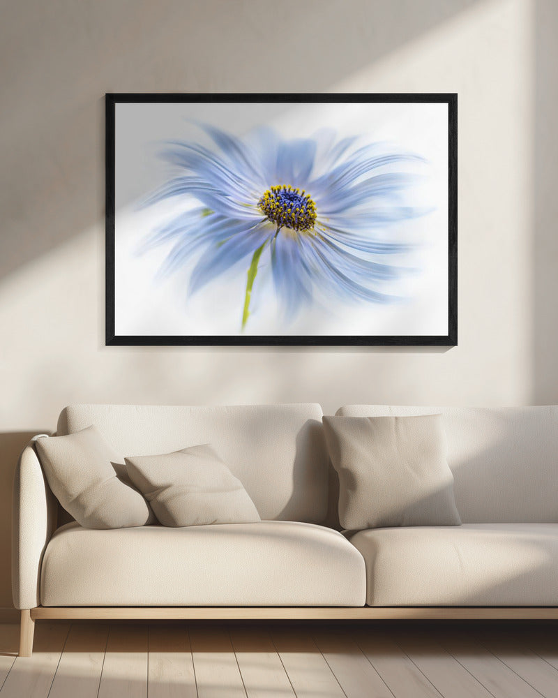 Madeliefjesgenot | Canvas