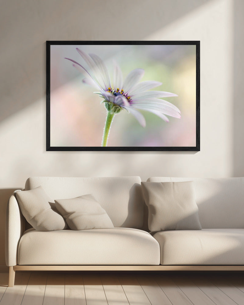 Kaapse Madelief | Canvas