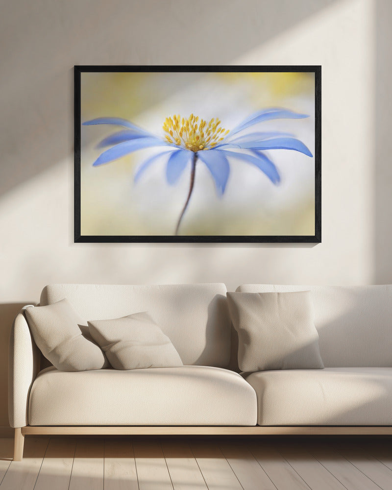 Anemoon | Canvas
