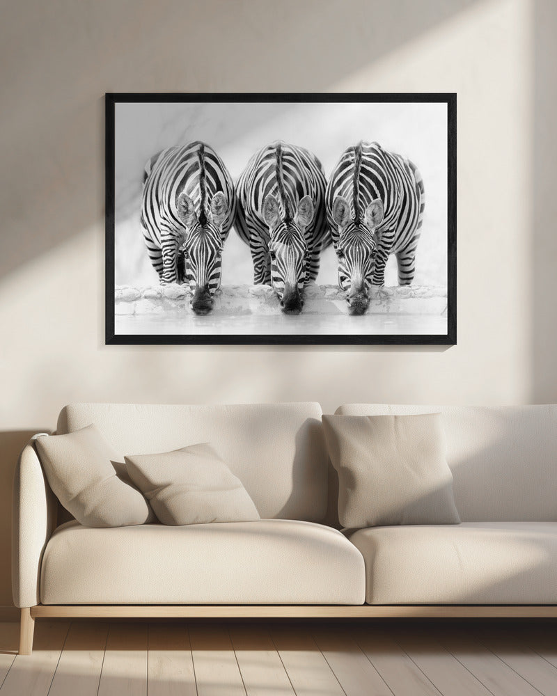 Zebra's | Canvas