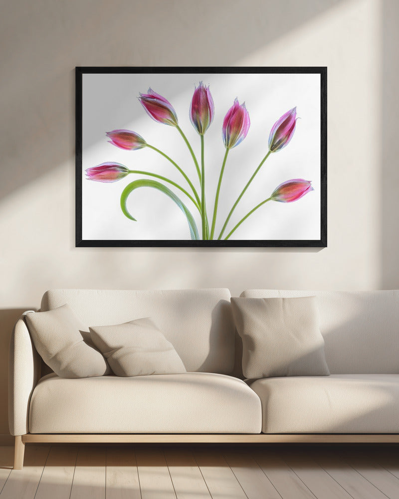 Tulp | Canvas