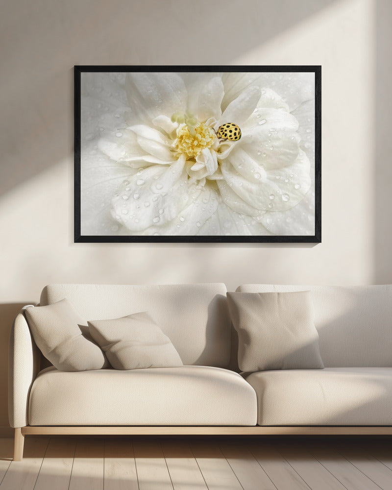 Dauwdruppels zijn de pareltjes van de ochtend | Canvas