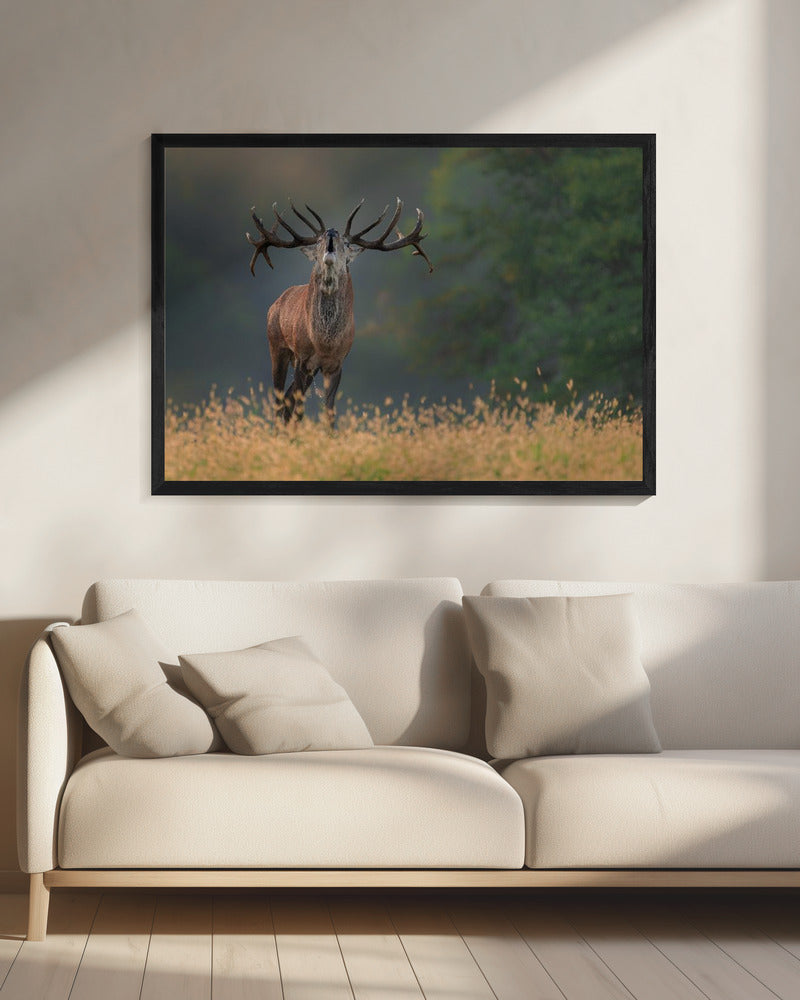 Hertenhuwelijkslied | Canvas