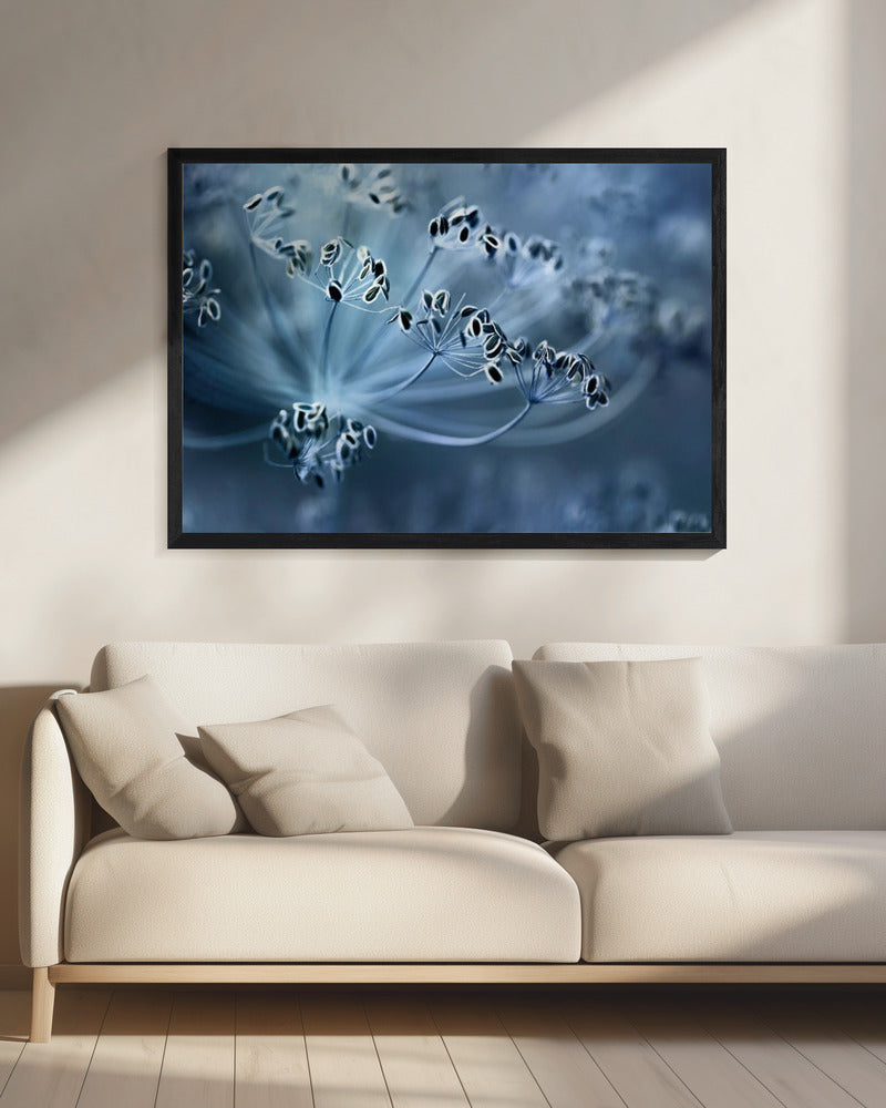 Dille | Canvas
