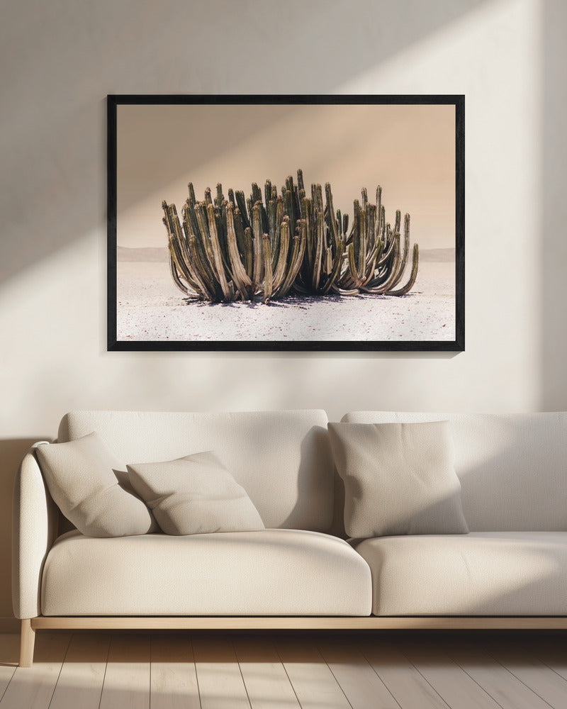 Perzikhemelcactus | Canvas