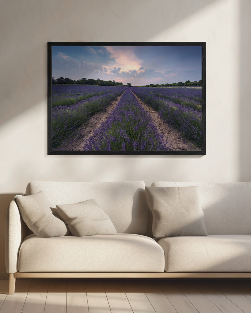 Blauwe Lavendel | Canvas